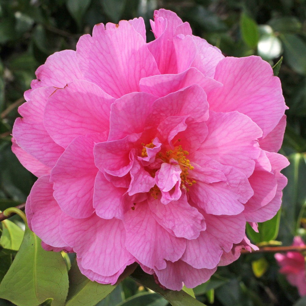 Camellia x williamsii 'Galaxie'