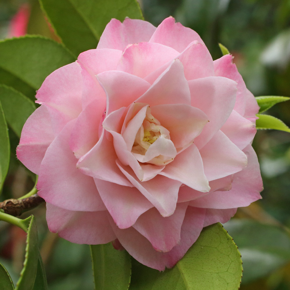 Camellia japonica 'Just Darling'