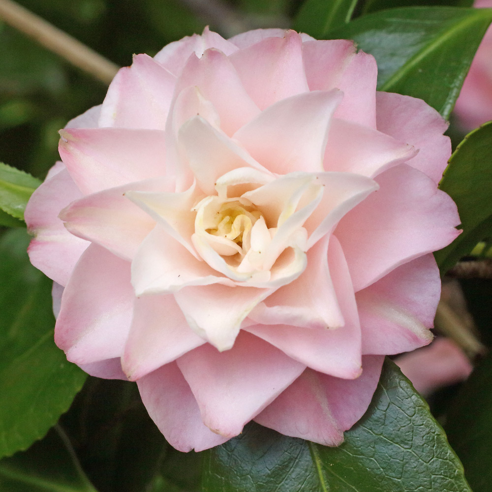 Camellia japonica 'Just Darling'