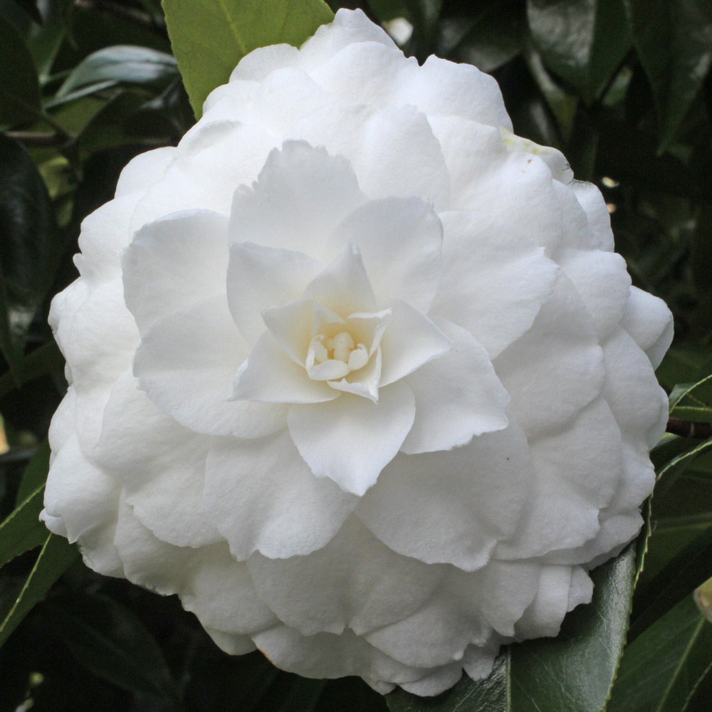 Camellia japonica 'Matterhorn'