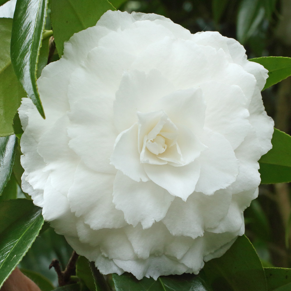 Camellia japonica 'Matterhorn'