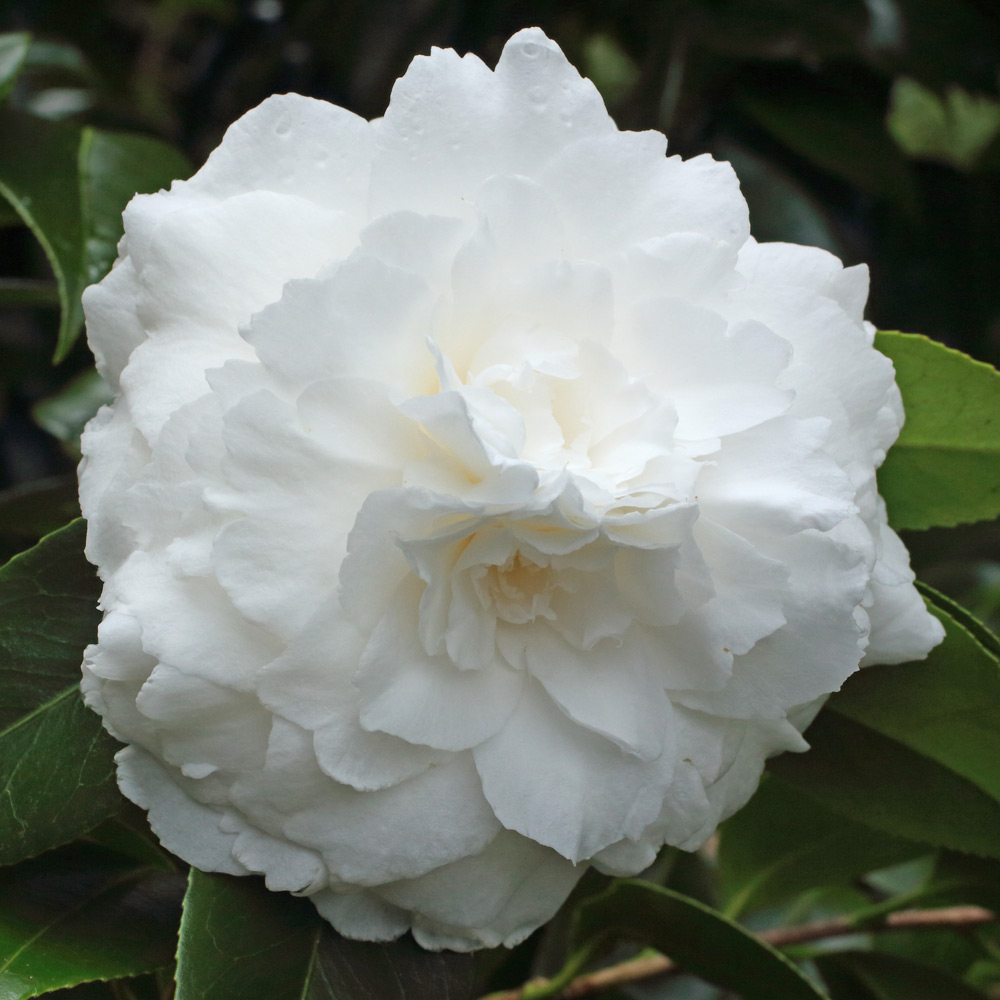 Camellia japonica 'Matterhorn'