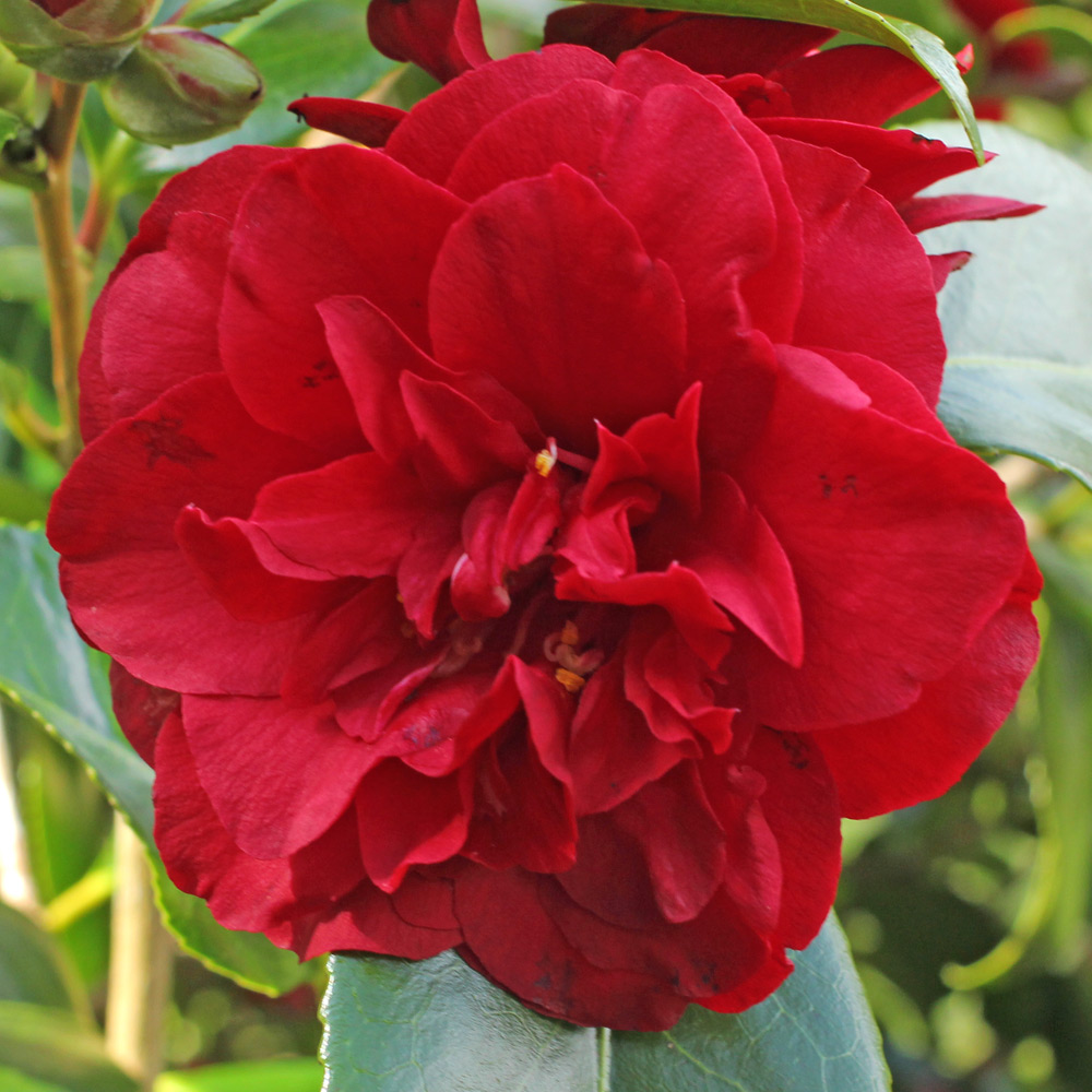 Camellia japonica 'Midnight'