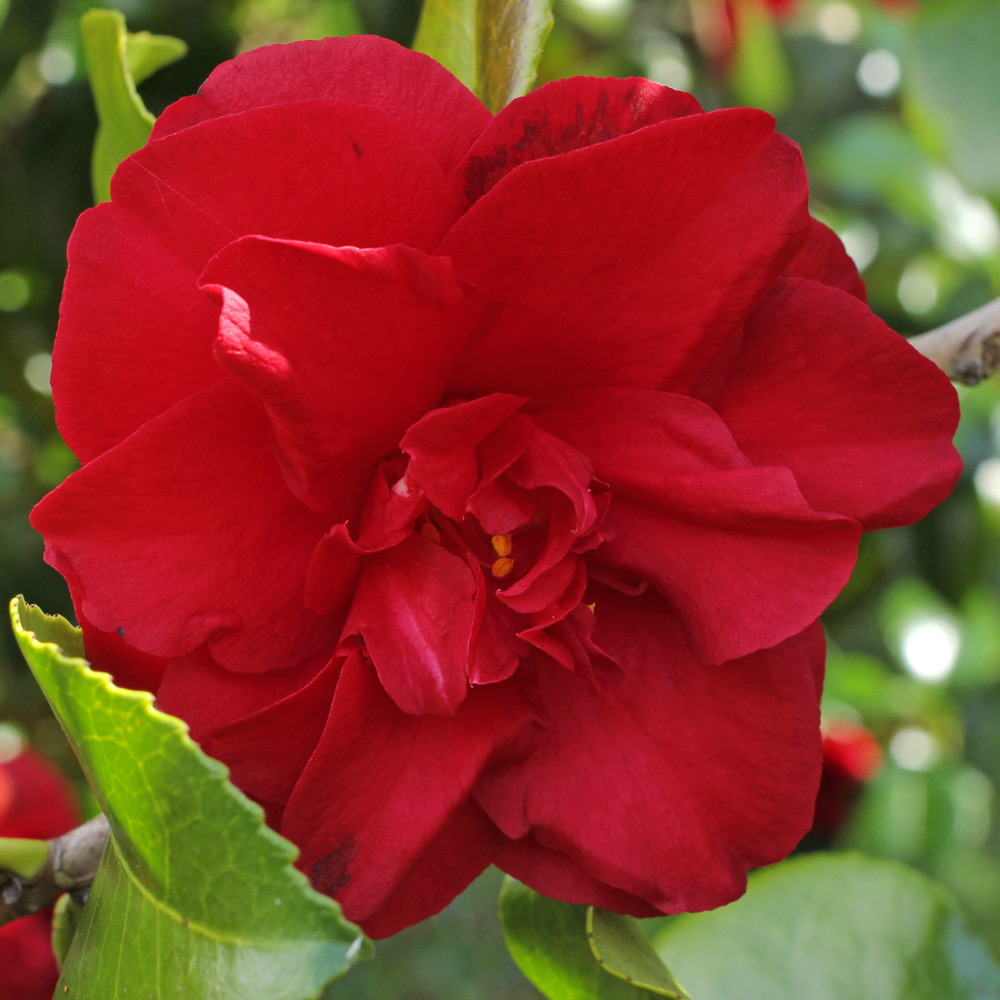 Camellia japonica 'Midnight'