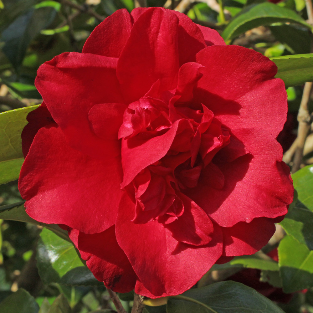 Camellia japonica 'Midnight'