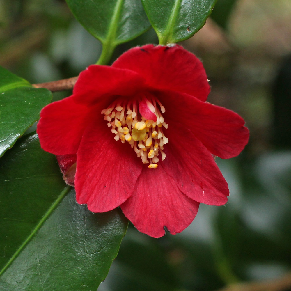 Camellia japonica 'Midnight Serenade'