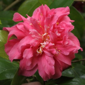Camellia japonica 'Scentsation'