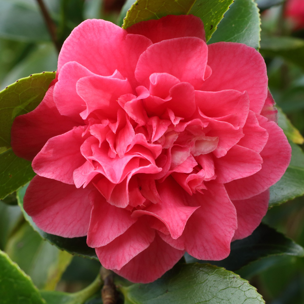 Camellia japonica 'Tiki'
