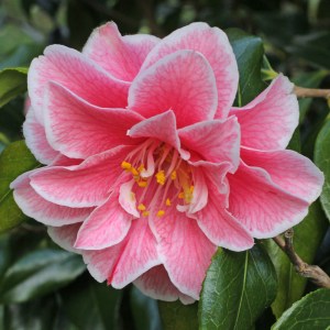 Camellia japonica 'Yours Truly'