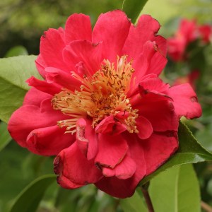 Camellia japonica 'Blood of China'