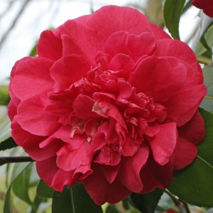 Camellia japonica 'Blood of China'