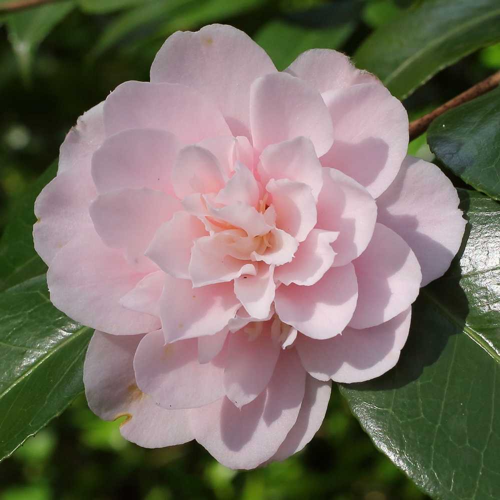 Camellia japonica 'Cara Mia'