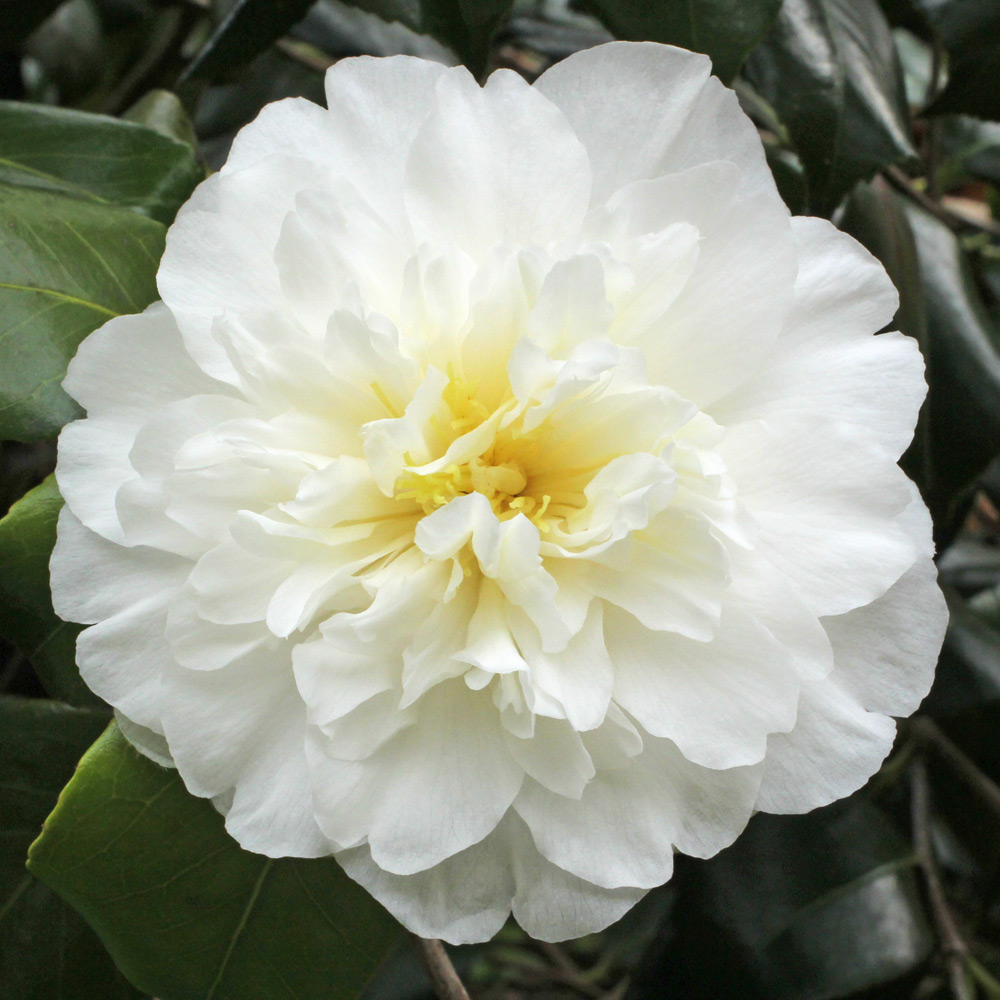 Camellia japonica 'Dear Jenny'