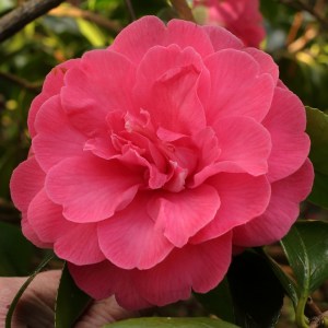 Camellia japonica 'Disneyland'