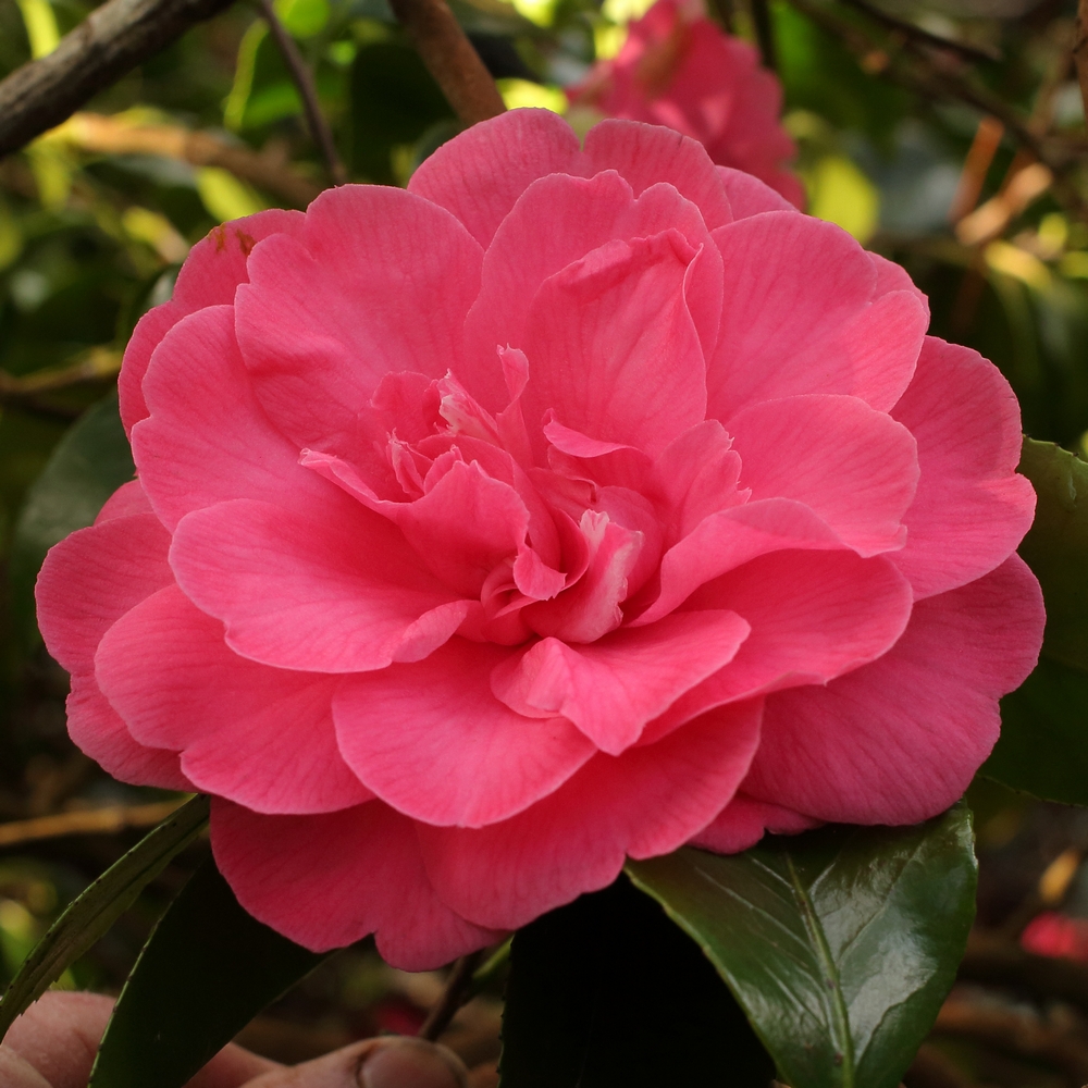 Camellia japonica 'Disneyland'