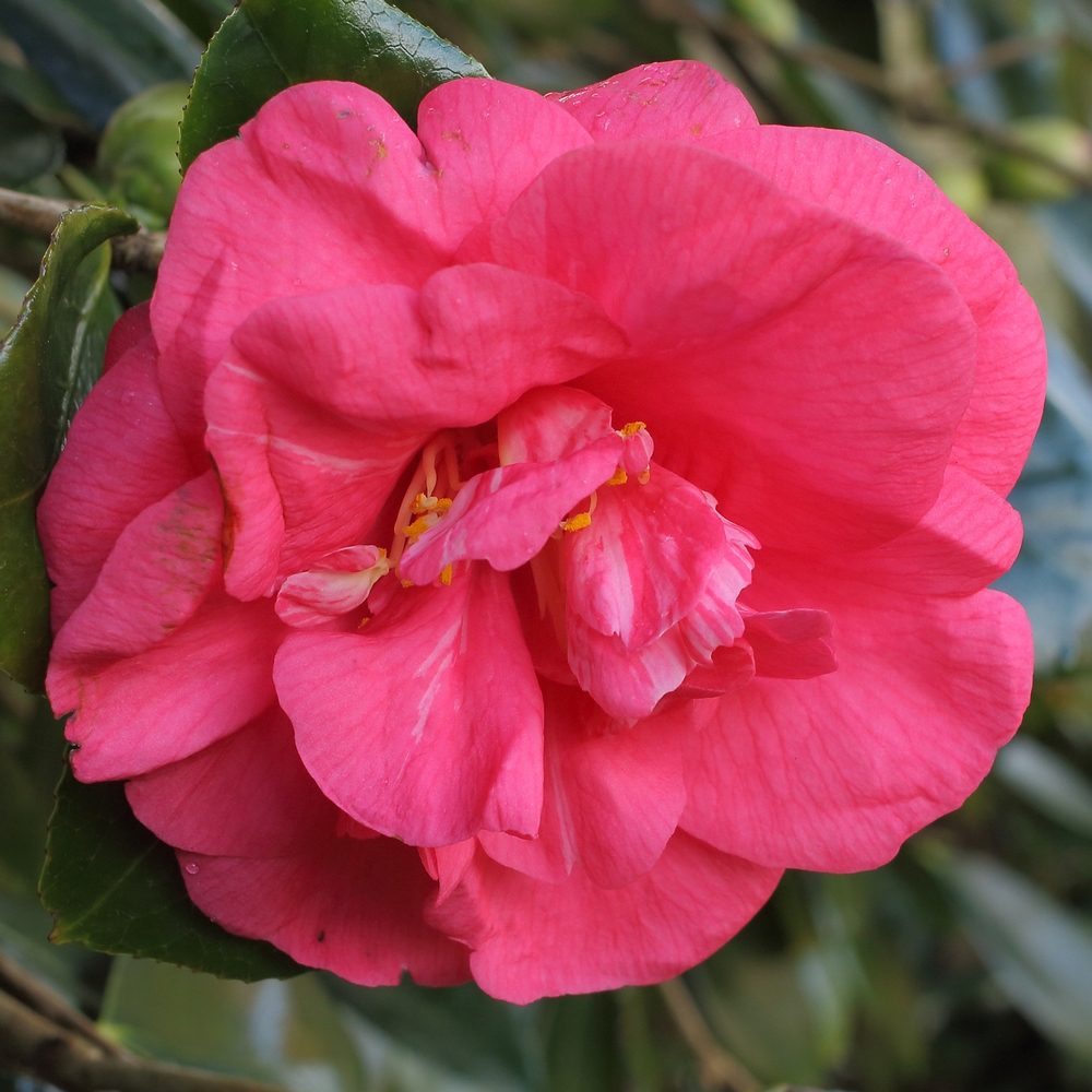 Camellia japonica 'Drama Girl'