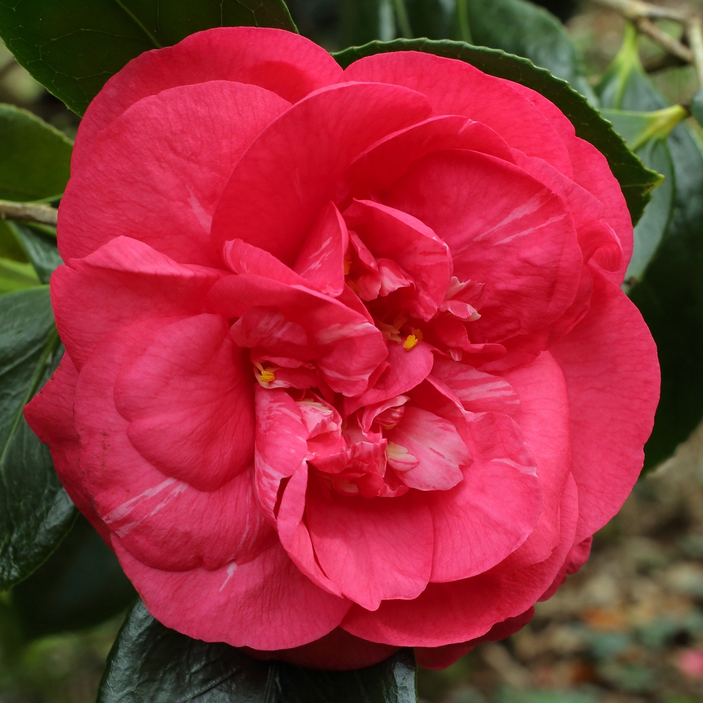 Camellia japonica 'Drama Girl'