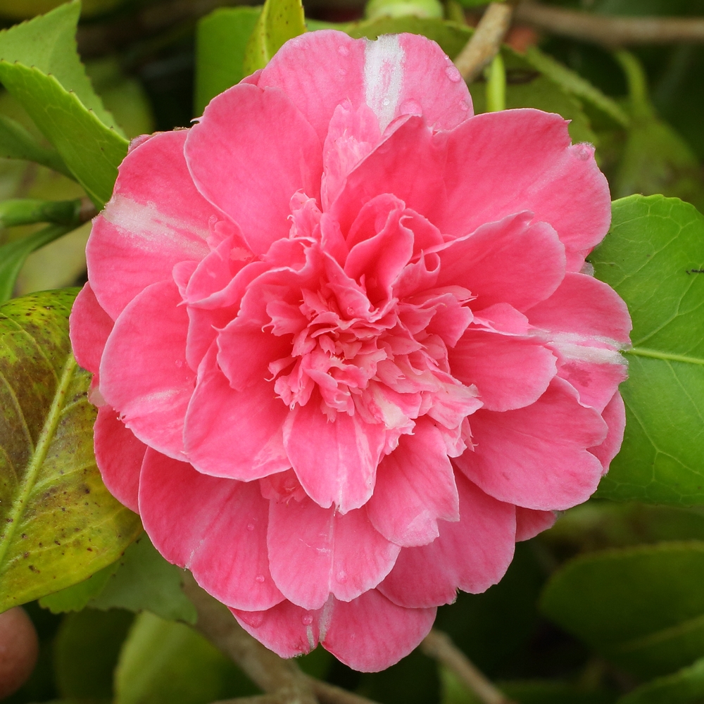 Camellia japonica 'Feast's Perfection'