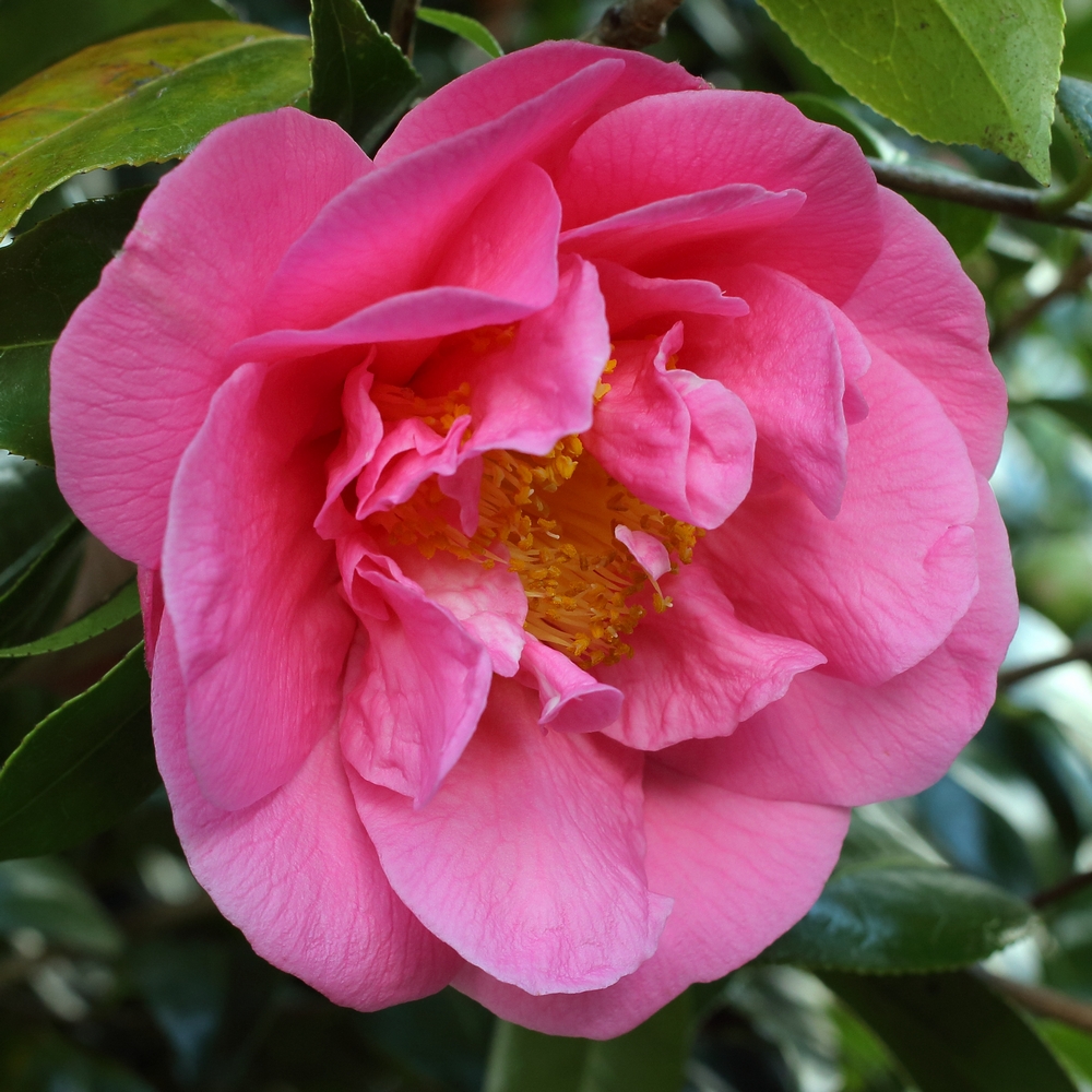 Camellia hybrid 'Fire'n'Ice'