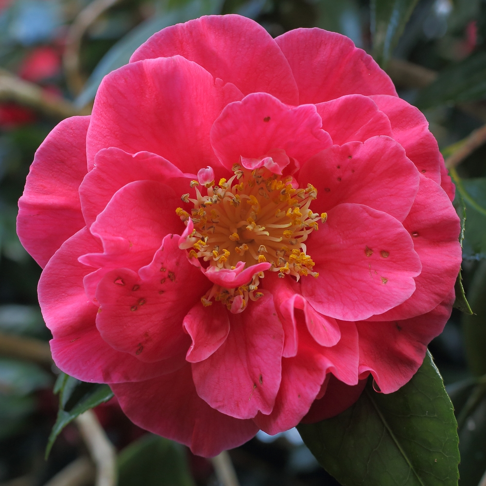 Camellia japonica 'Guilio Nuccio'