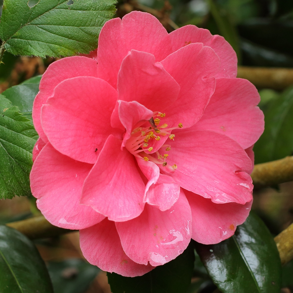 Camellia japonica 'High Wide'n Handsome'