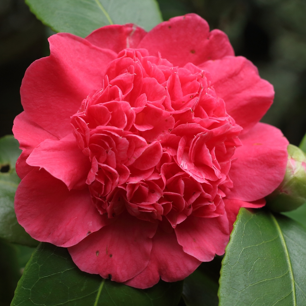Camellia japonica 'Jingle Bells'