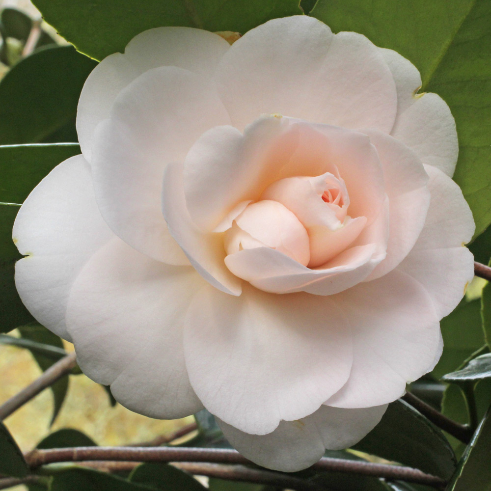 Camellia japonica 'Julia France'