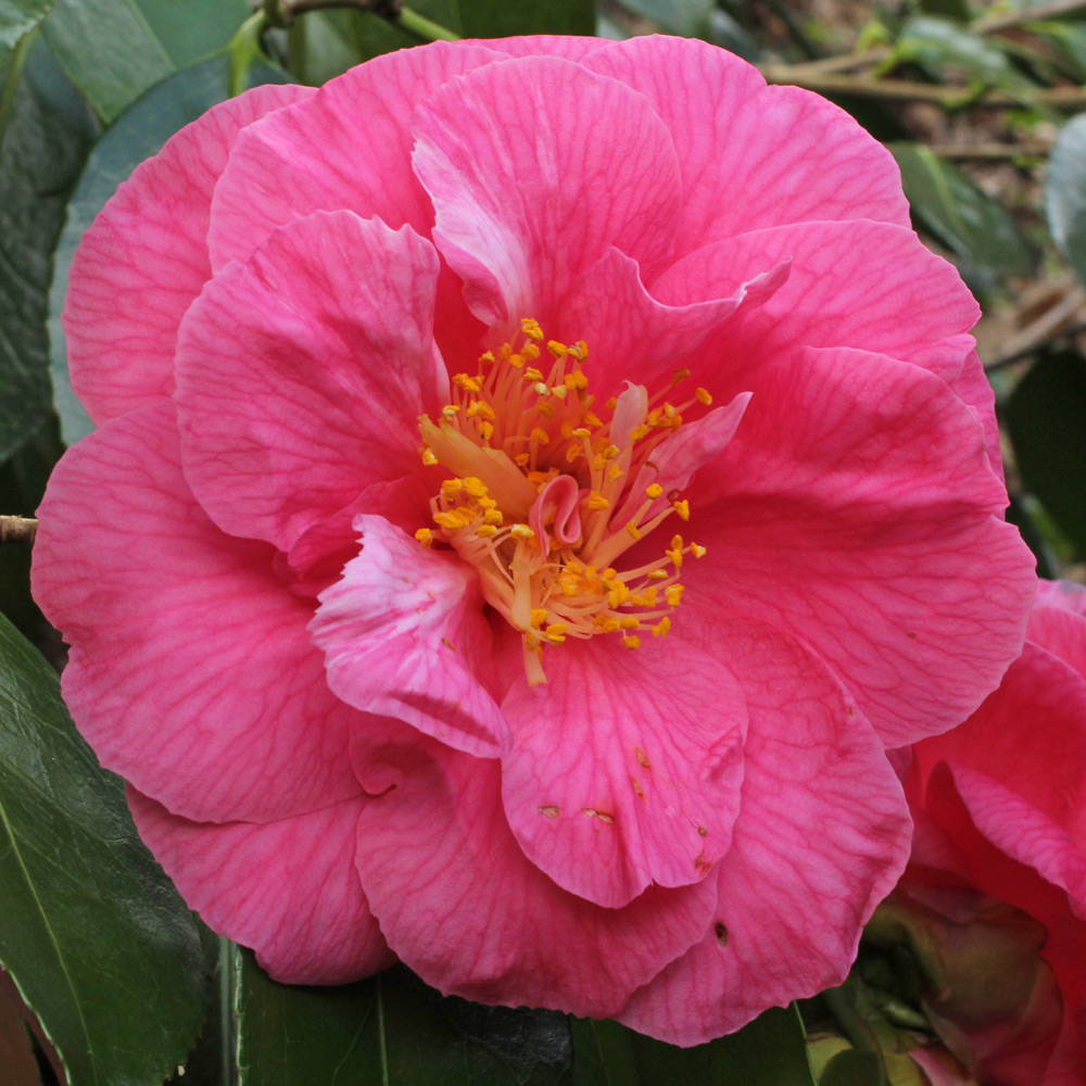 Camellia japonica 'Lucy Hester'