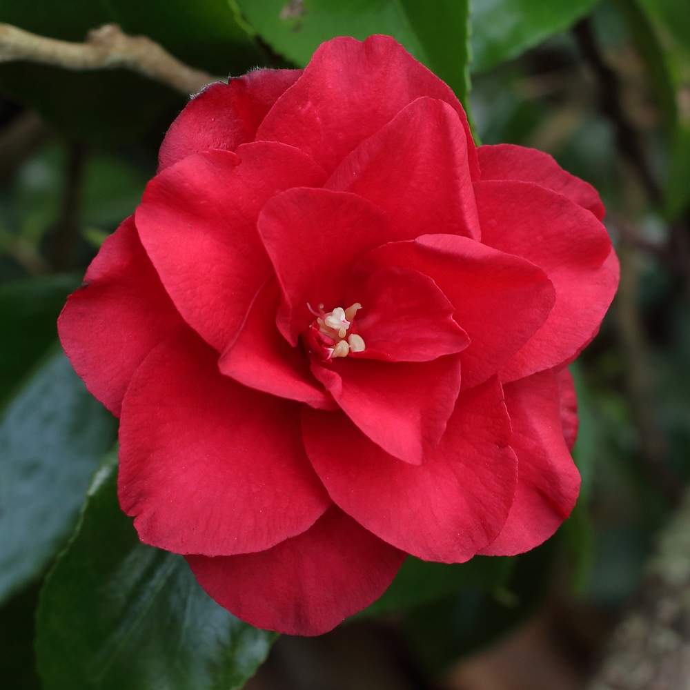 Camellia japonica 'Midnight'