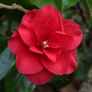 Camellia japonica 'Midnight'