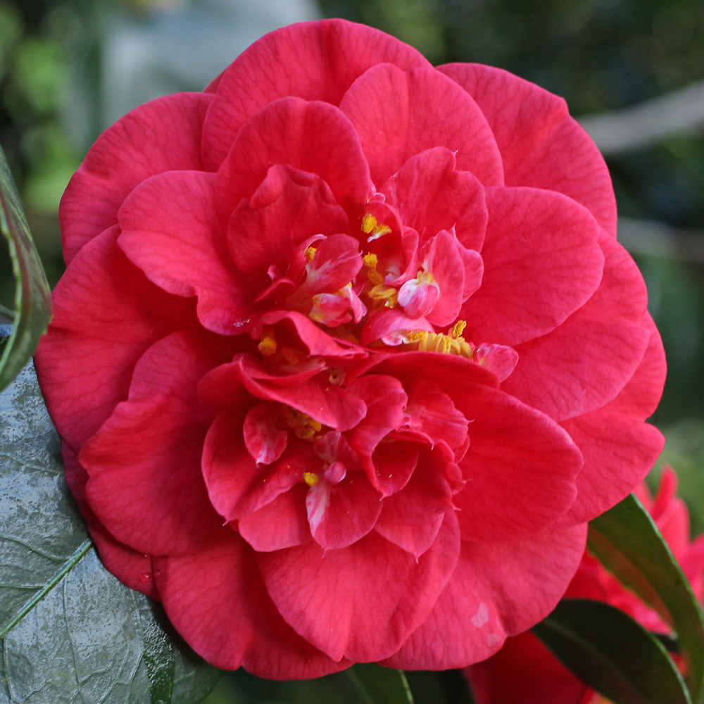 Camellia japonica 'Saturnia'