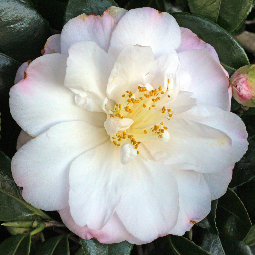 Camellia japonica 'Alexis Smith'