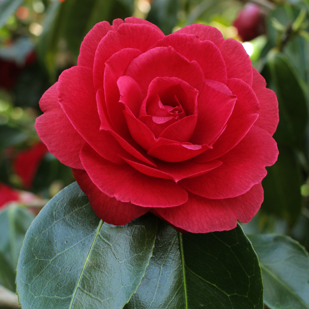 Camellia japonica 'Alice Wood'