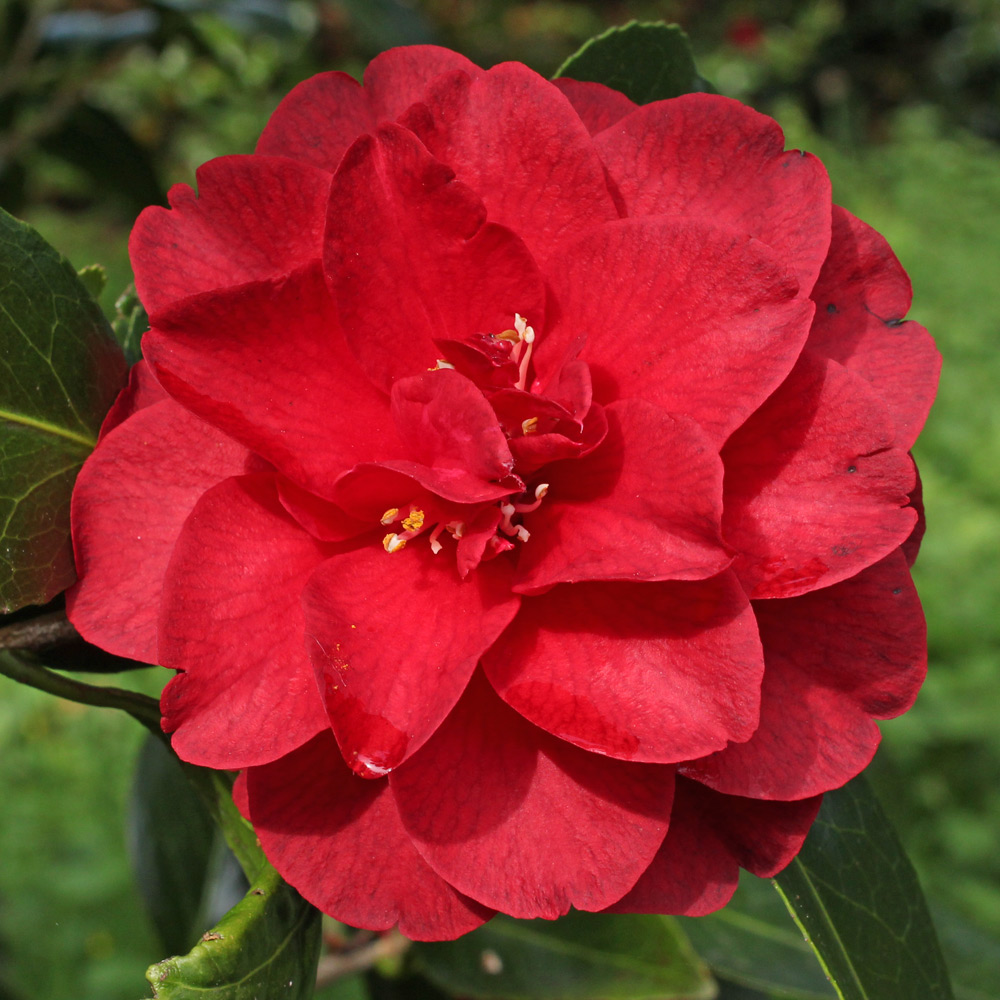 Camellia japonica 'Bob Hope'
