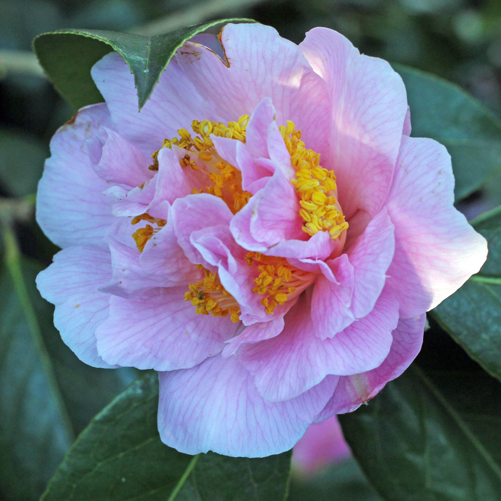 Camellia hybrid 'Bonnie Marie'