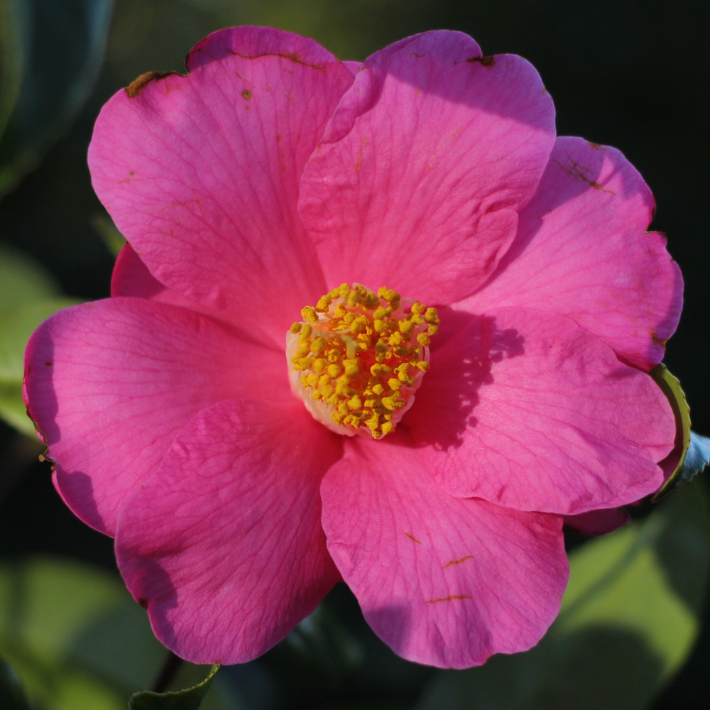 Camellia japonica 'Carter's Sunburst'