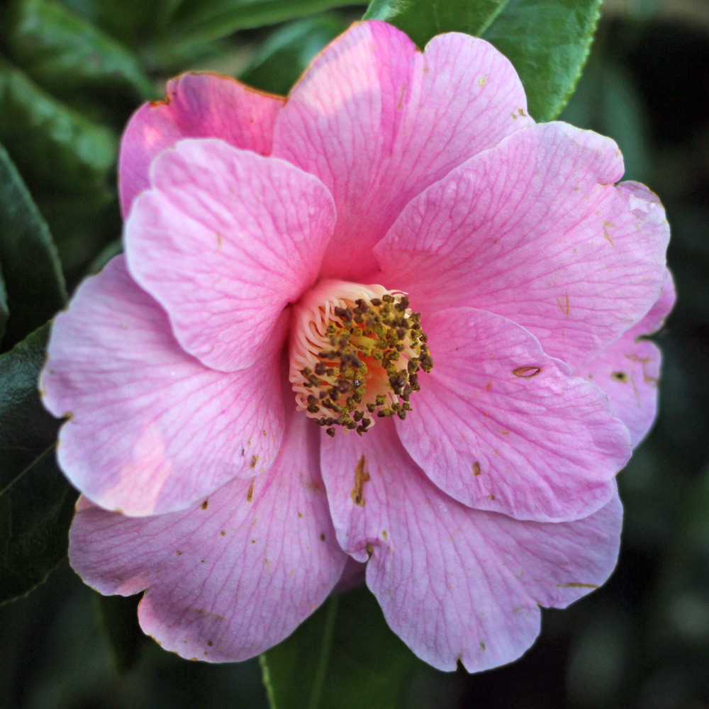 Camellia japonica 'Carter's Sunburst'
