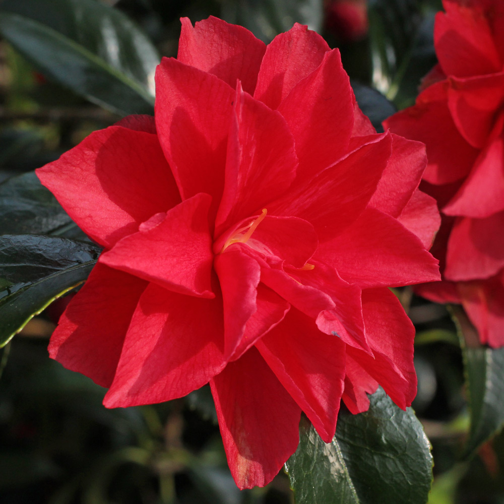 Camellia japonica 'Christmas Beauty'