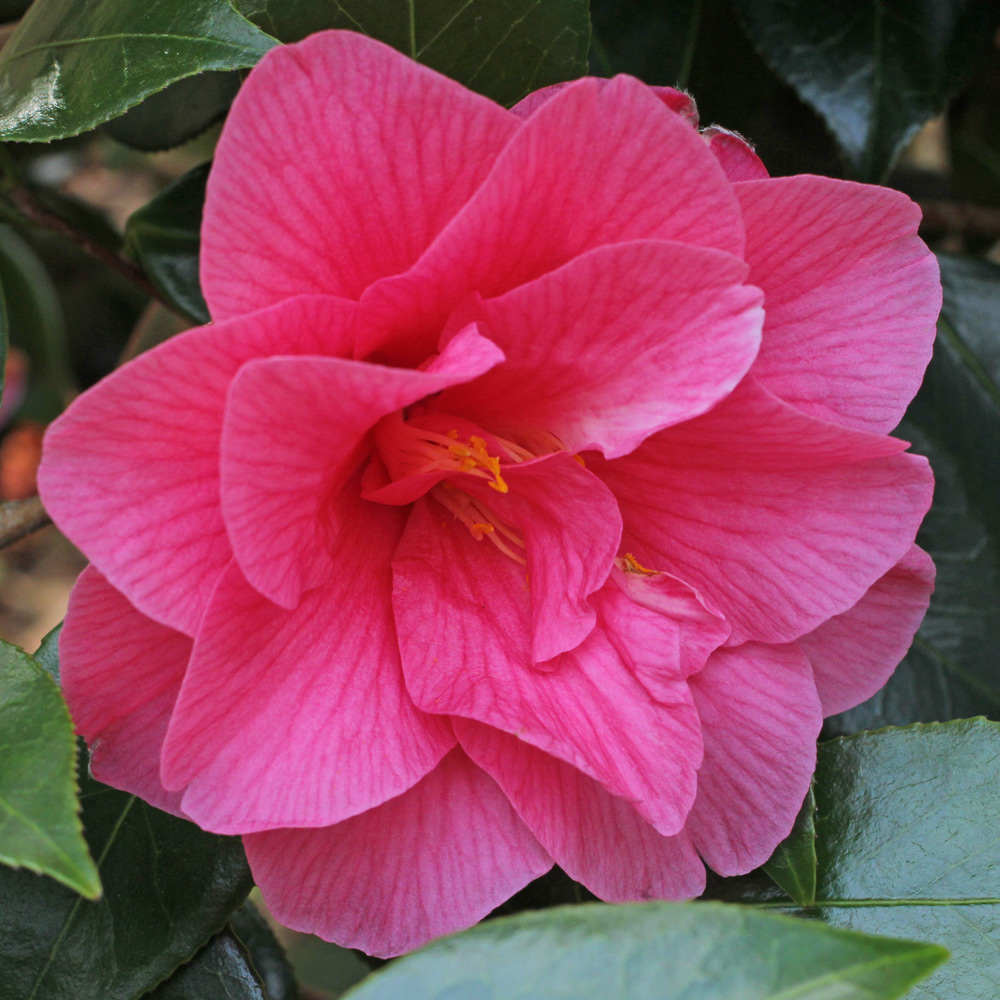 Camellia x williamsii 'Contribution'