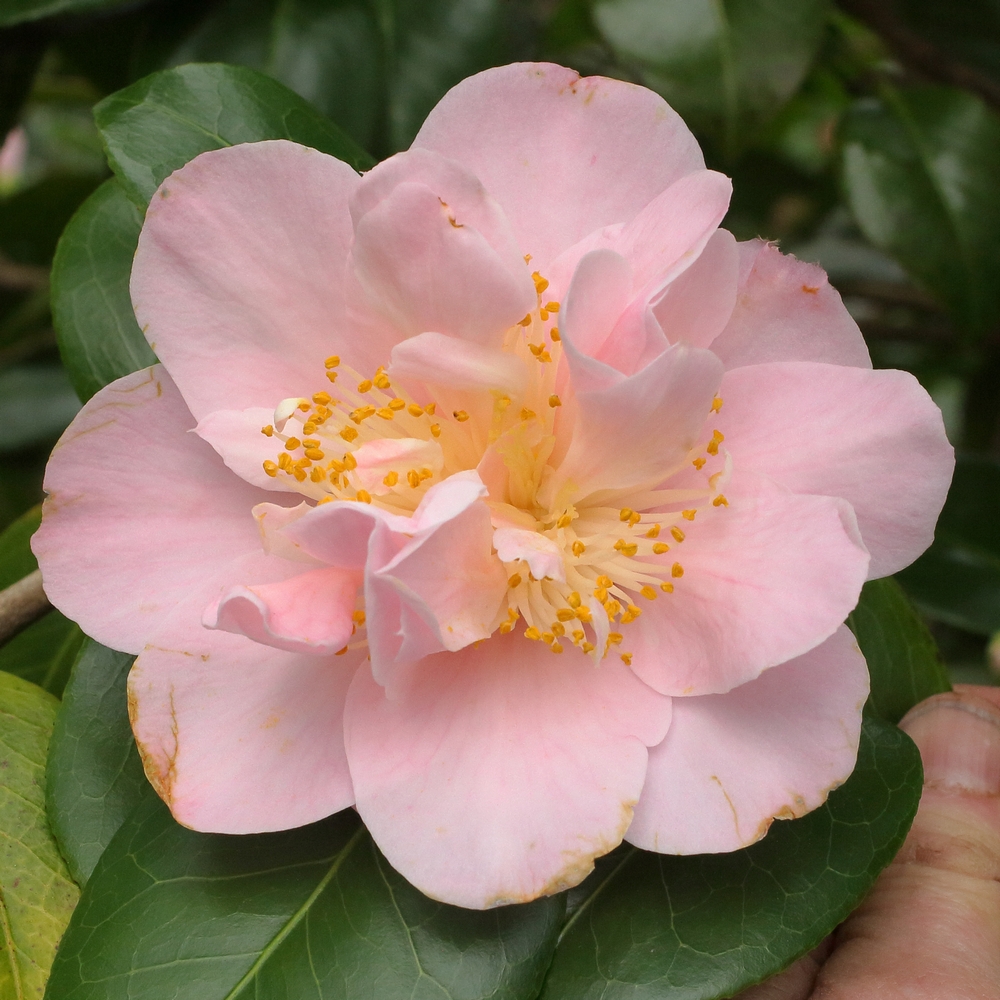 Camellia japonica 'Coral Queen'