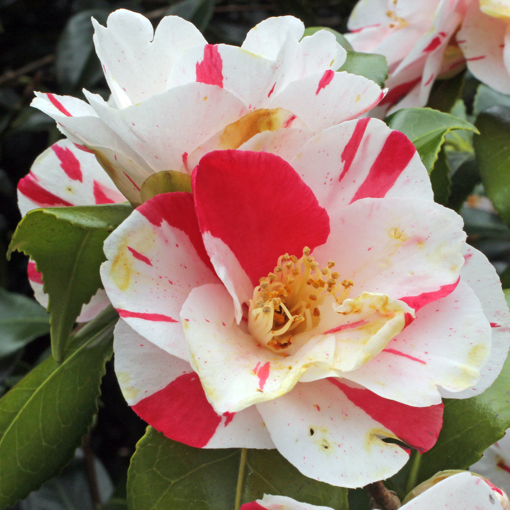 Camellia japonica 'Dainty' (California)
