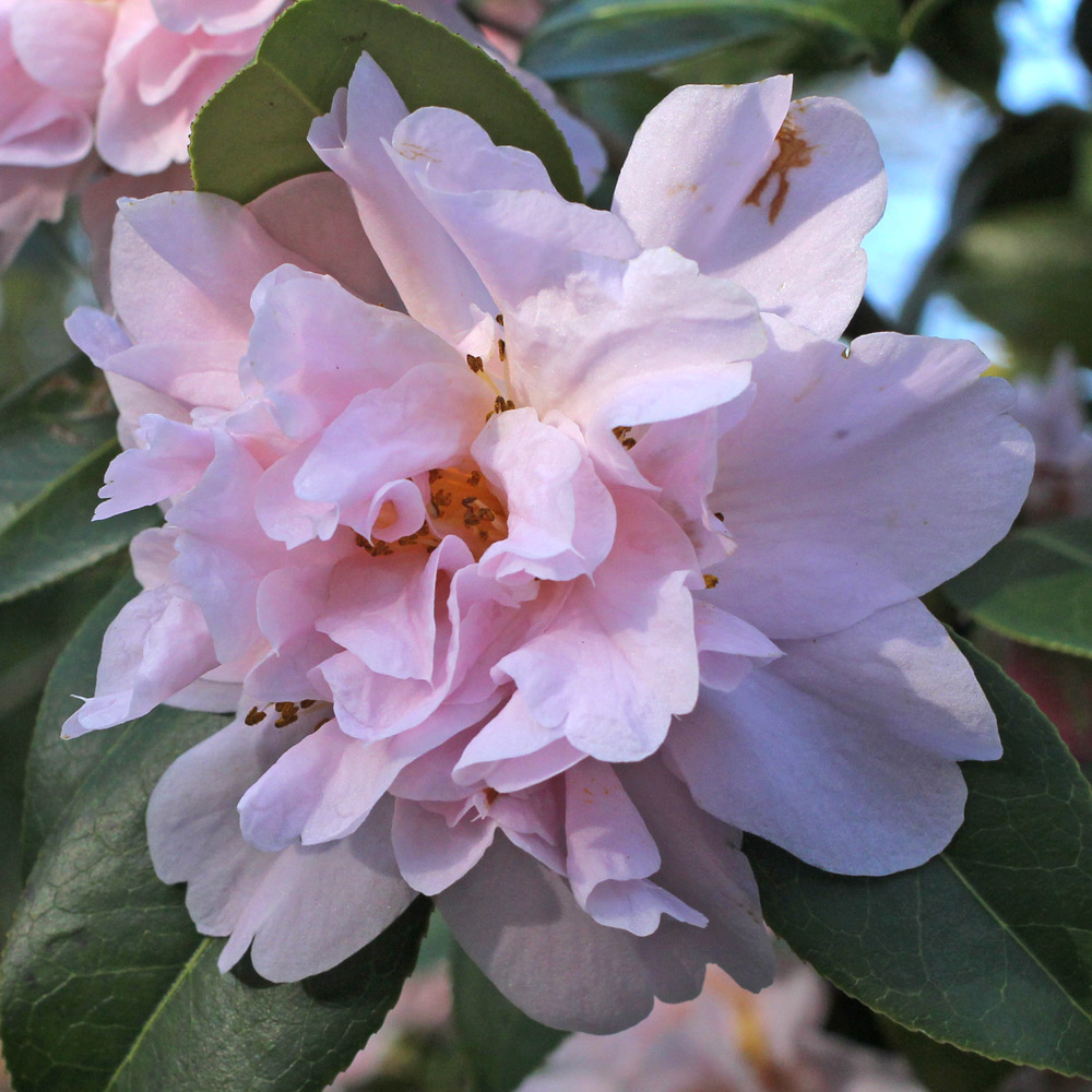 Camellia hybrid 'Dainty Dale'