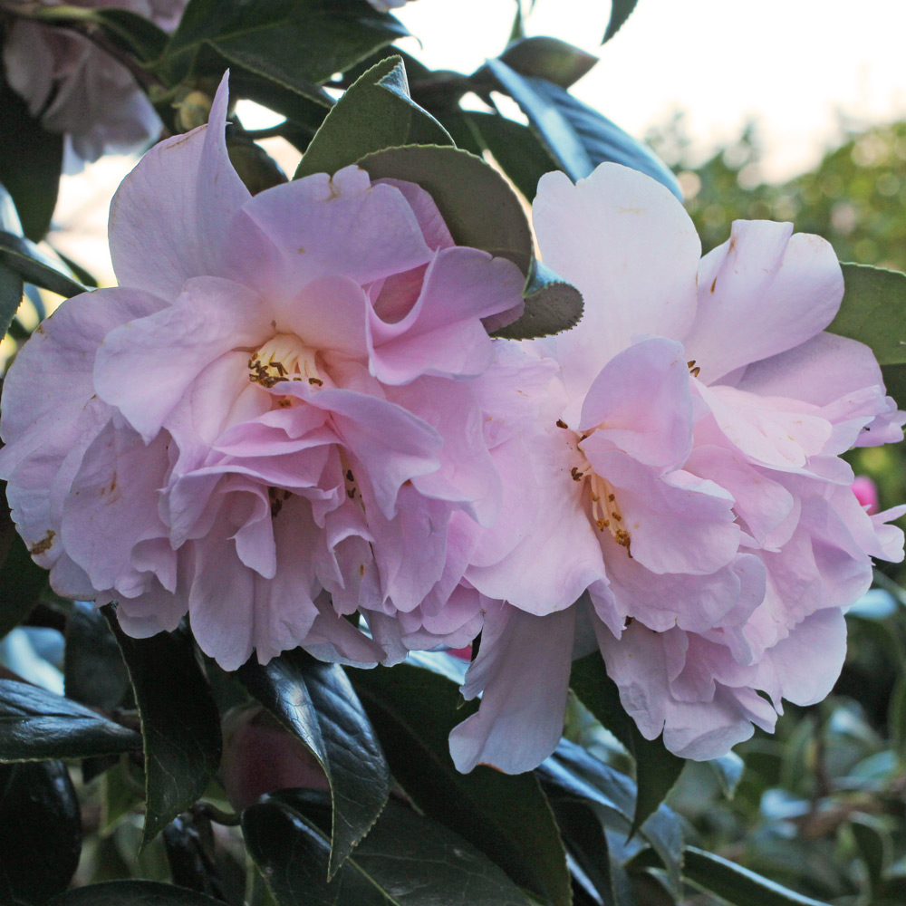 Camellia hybrid 'Dainty Dale'