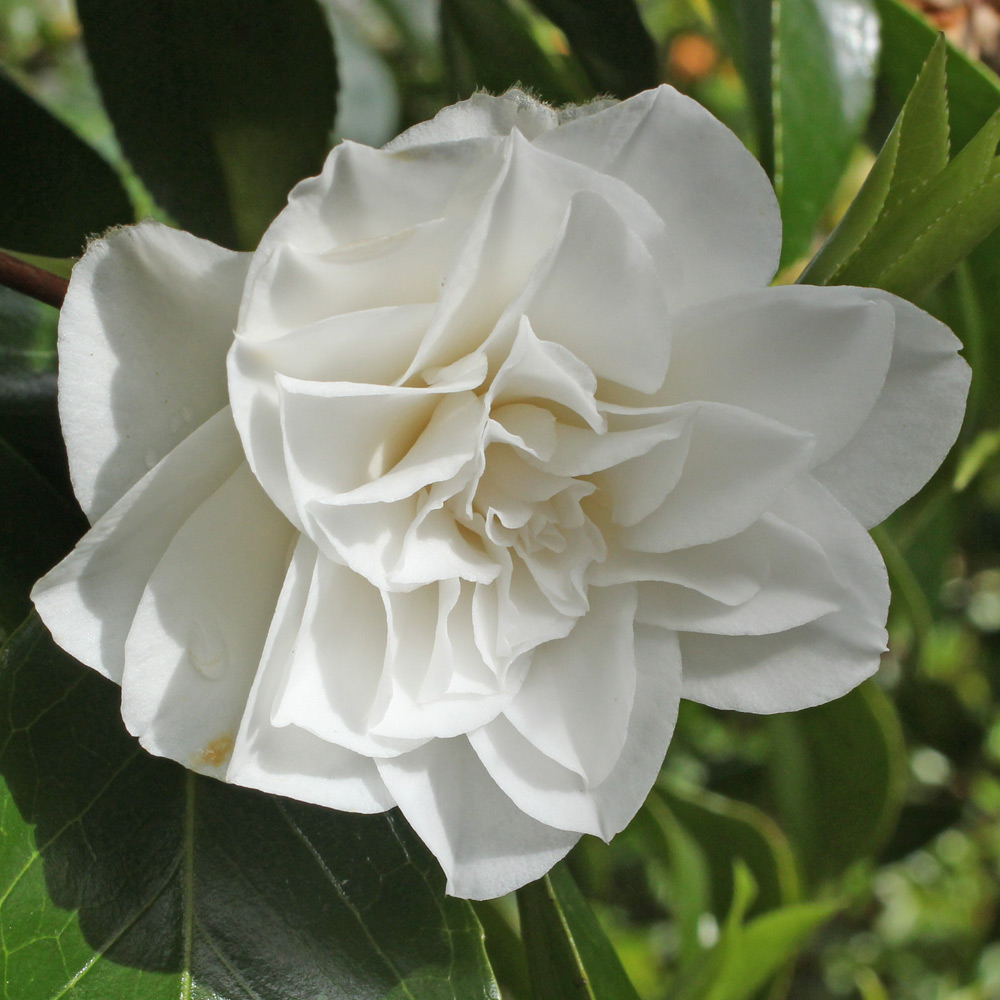 Camellia japonica 'Dian Hartman'