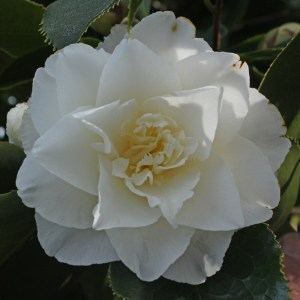 Camellia japonica 'Elegans Champagne'