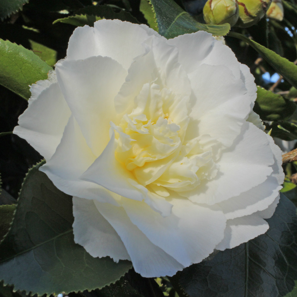Camellia japonica 'Elegans Champagne'