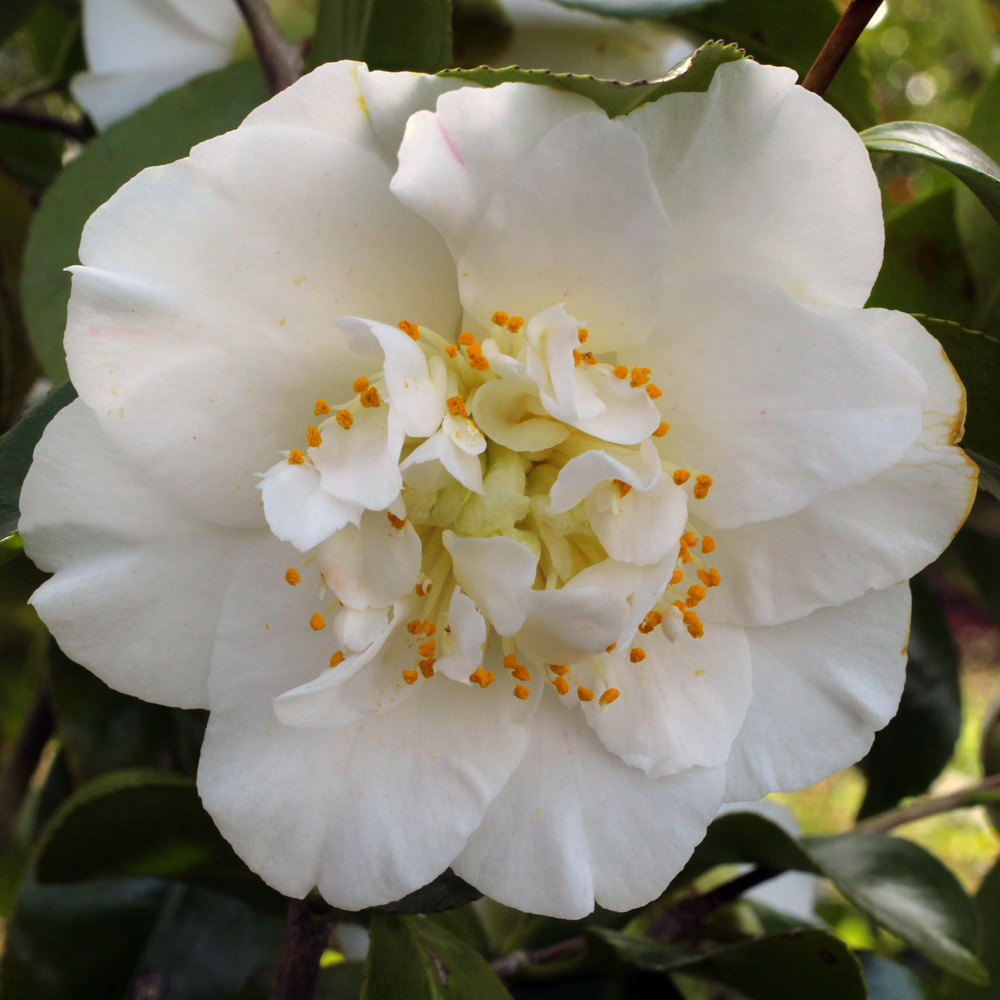 Camellia japonica 'Elizabeth Dowd'