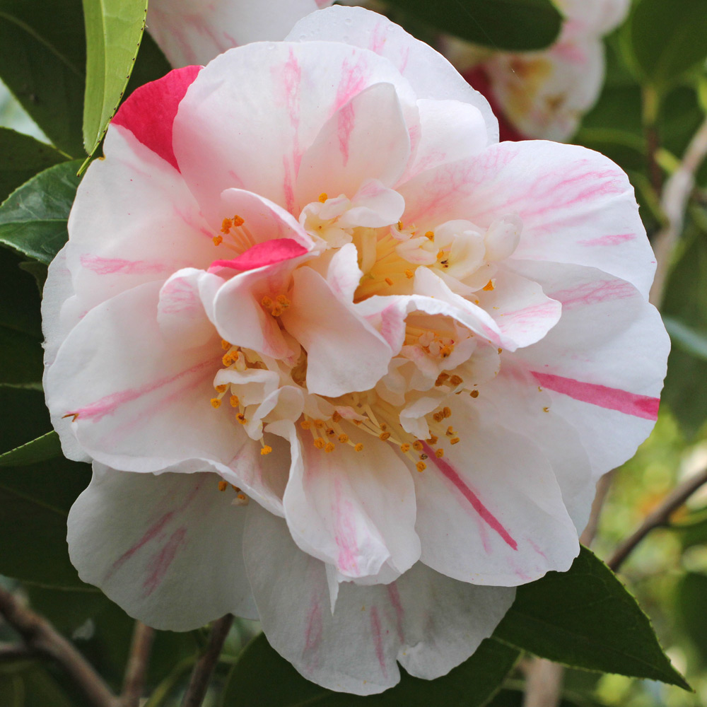 Camellia japonica 'Extravaganza'