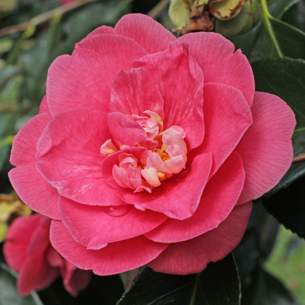 Camellia japonica 'Faith'
