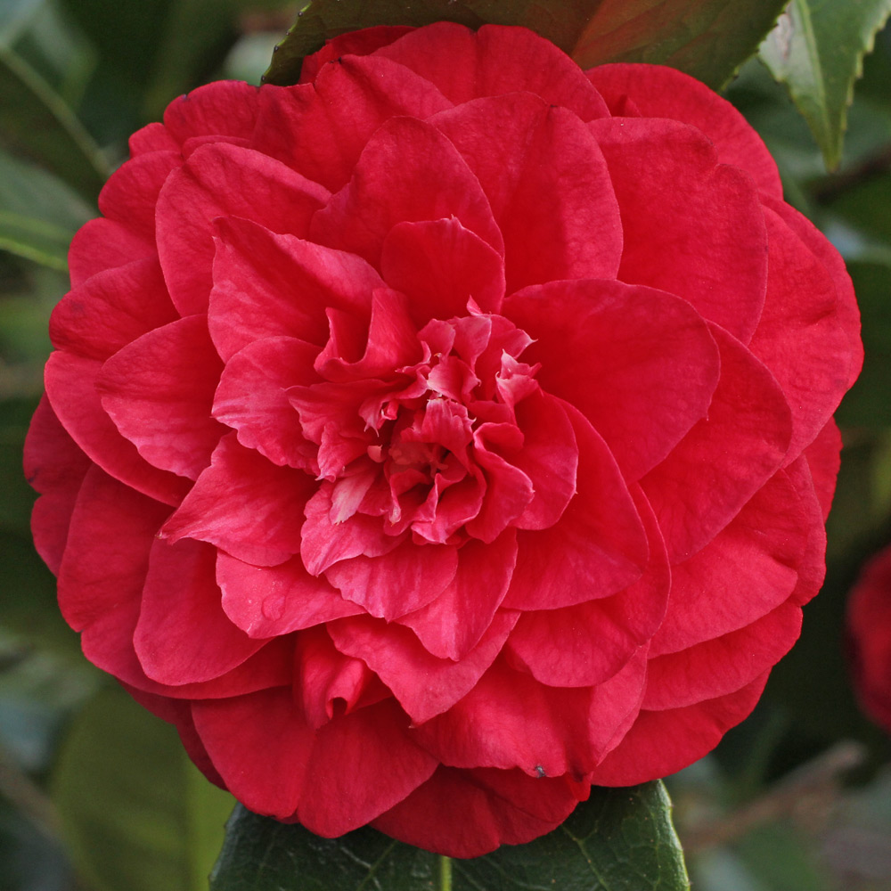 Camellia japonica 'Fire Falls'